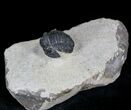 Bargain Gerastos Trilobite Fossil - Foum Zguid #22543-2